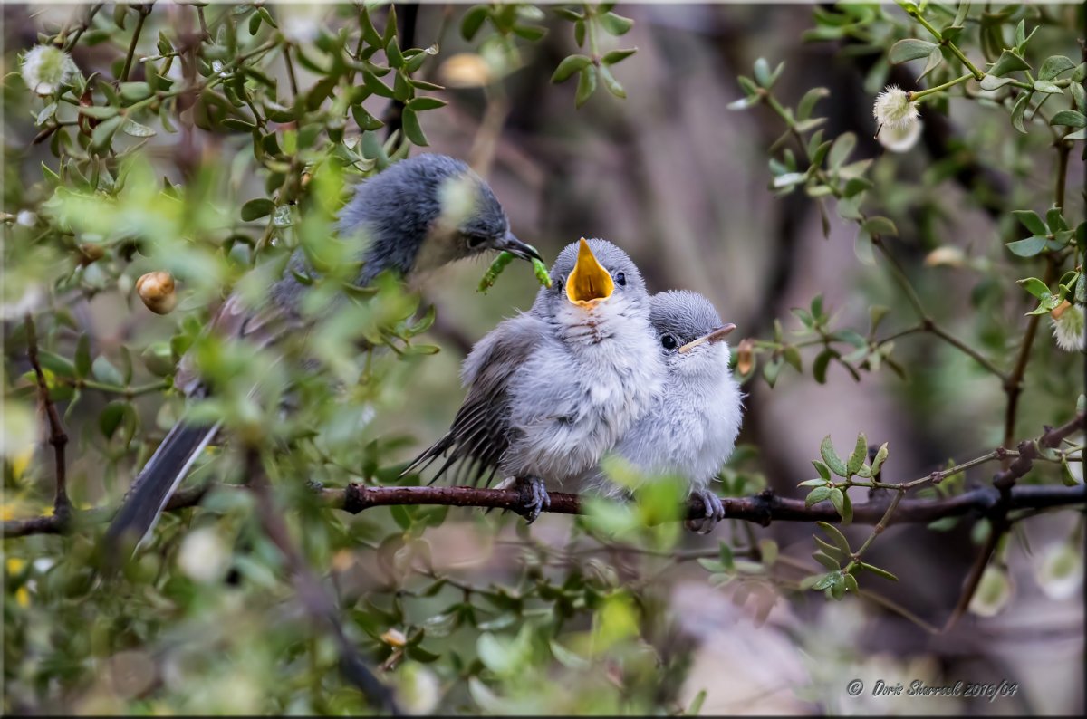 Птицы весной в лесу