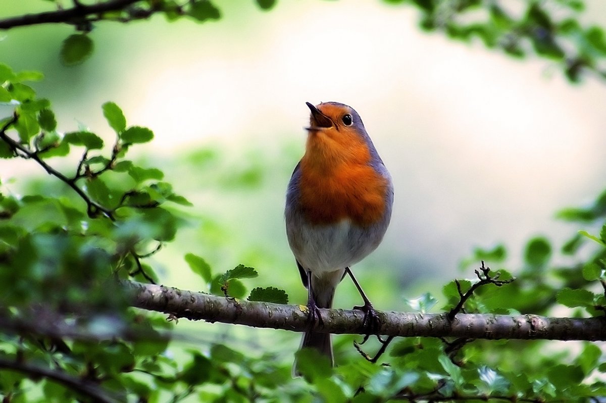 Птицы в парках Москвы