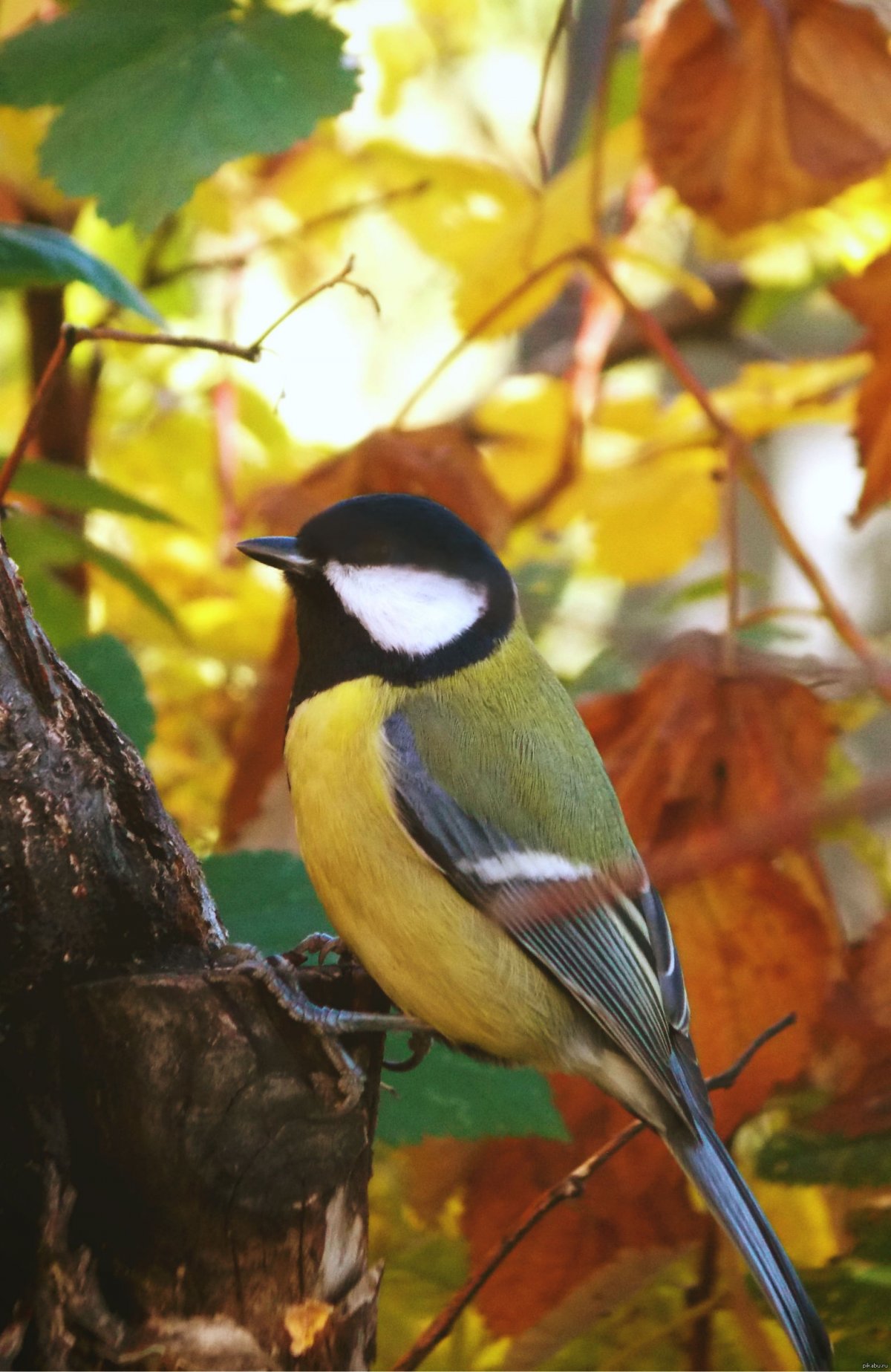 Синица осенью