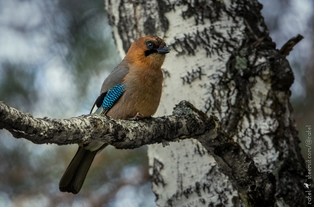 Птицы лесов России