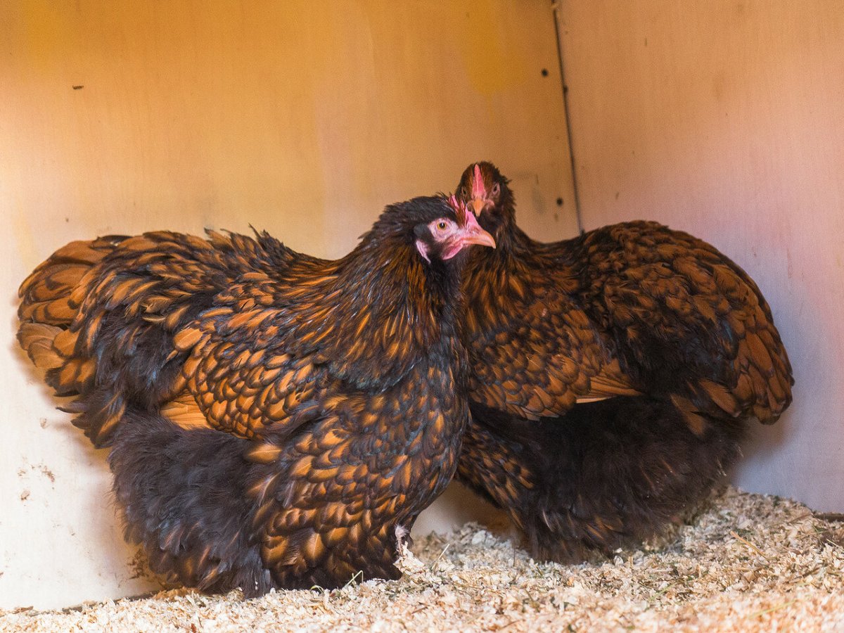 Орпингтоны куры