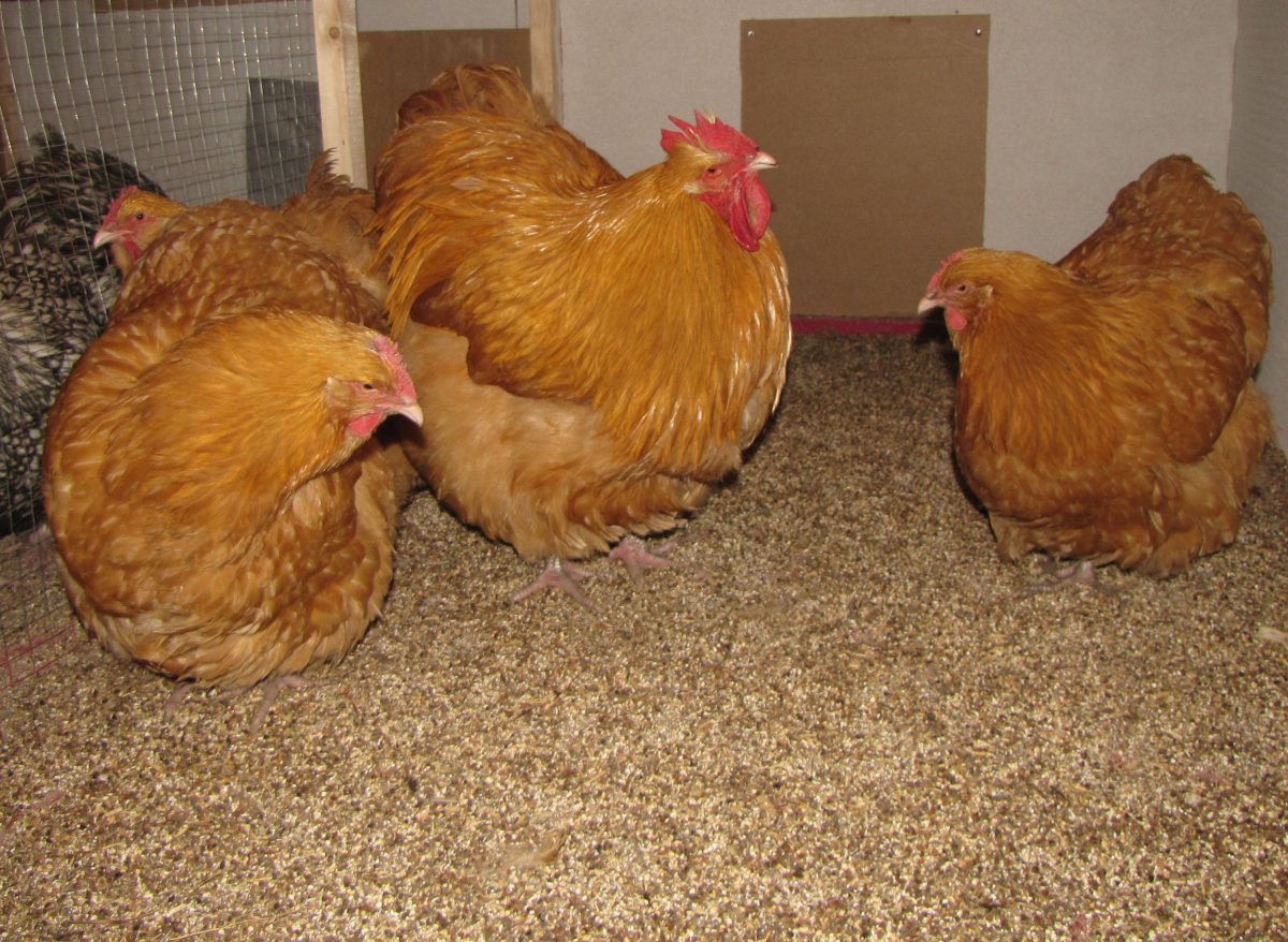 Орпингтоны куры ситцевый