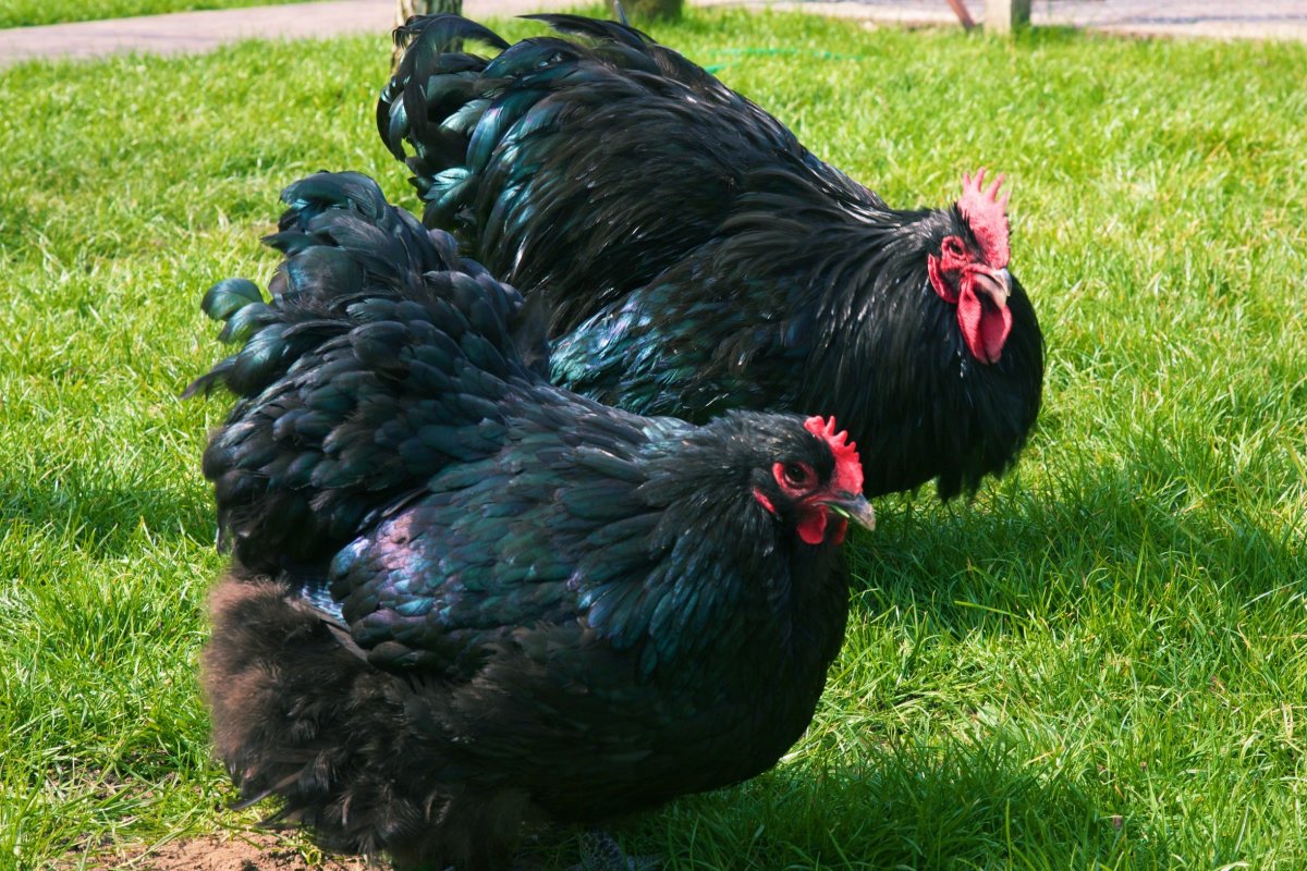 Куры породы Орпингтон