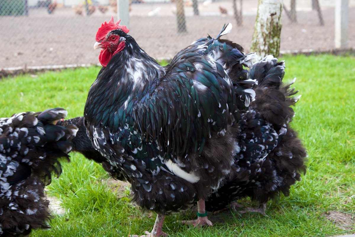 Петух Орпингтон