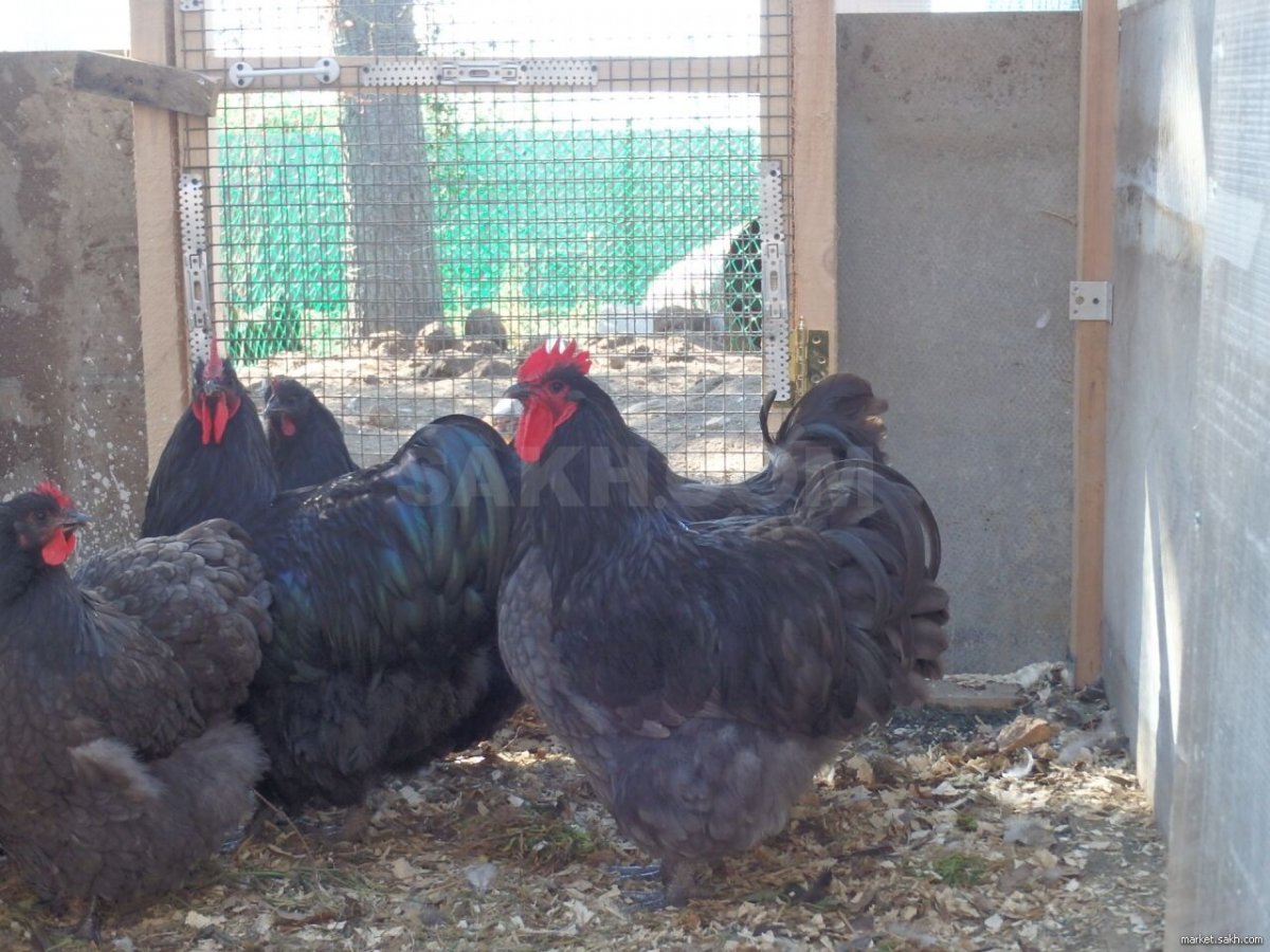 Кохинхин золотоокаймленный