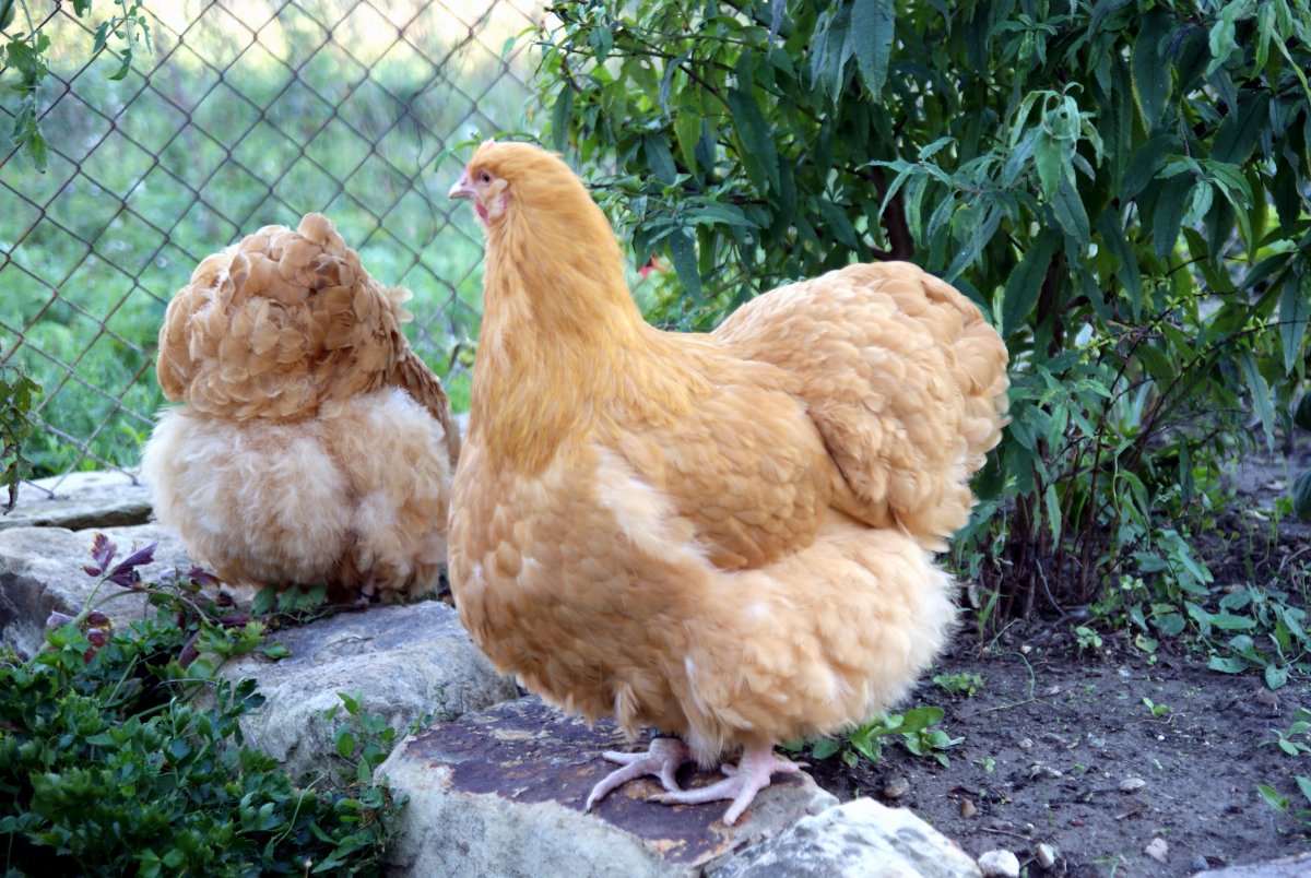 Голубой Орпингтон порода кур