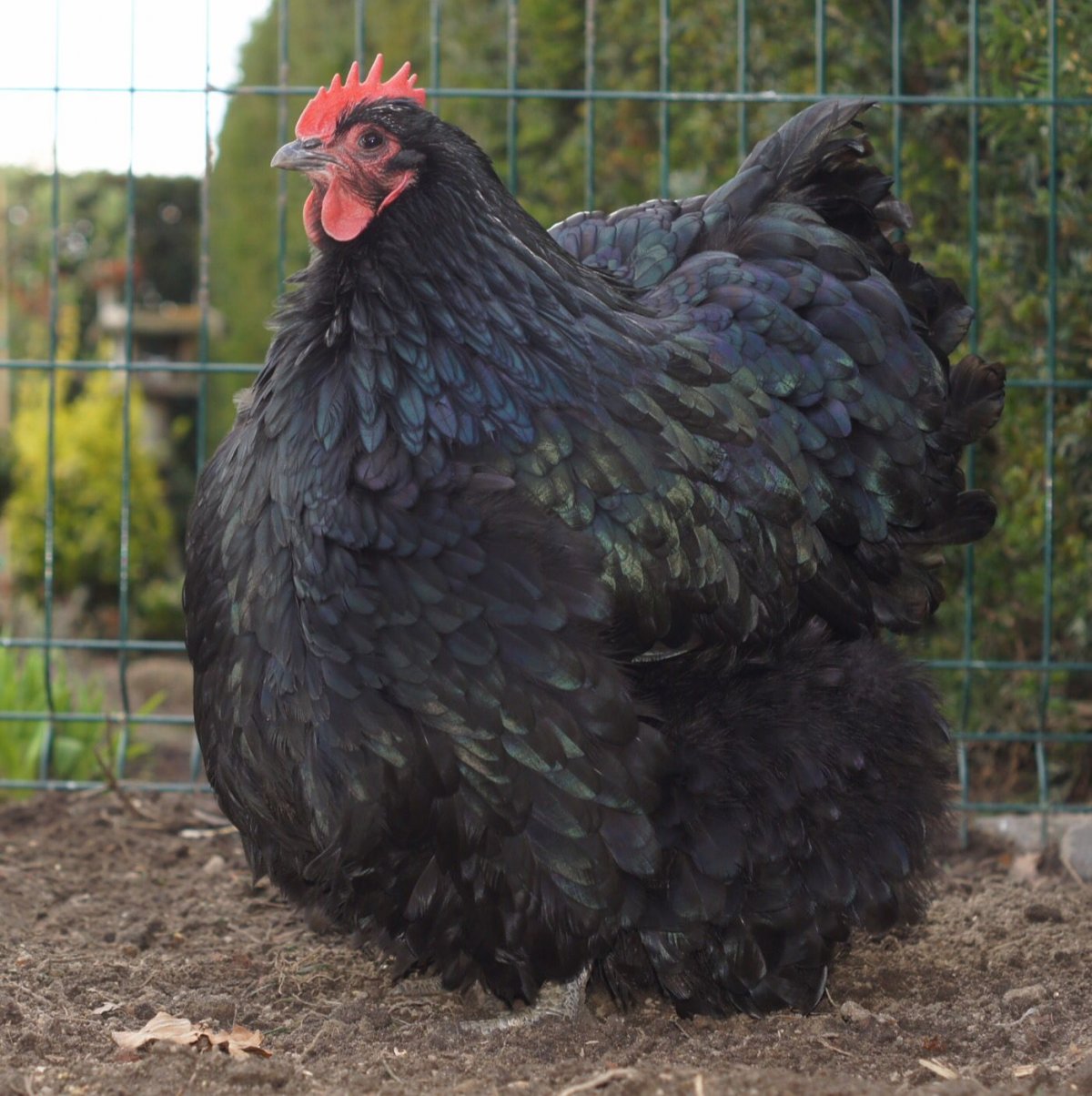 Петух породы Орпингтон