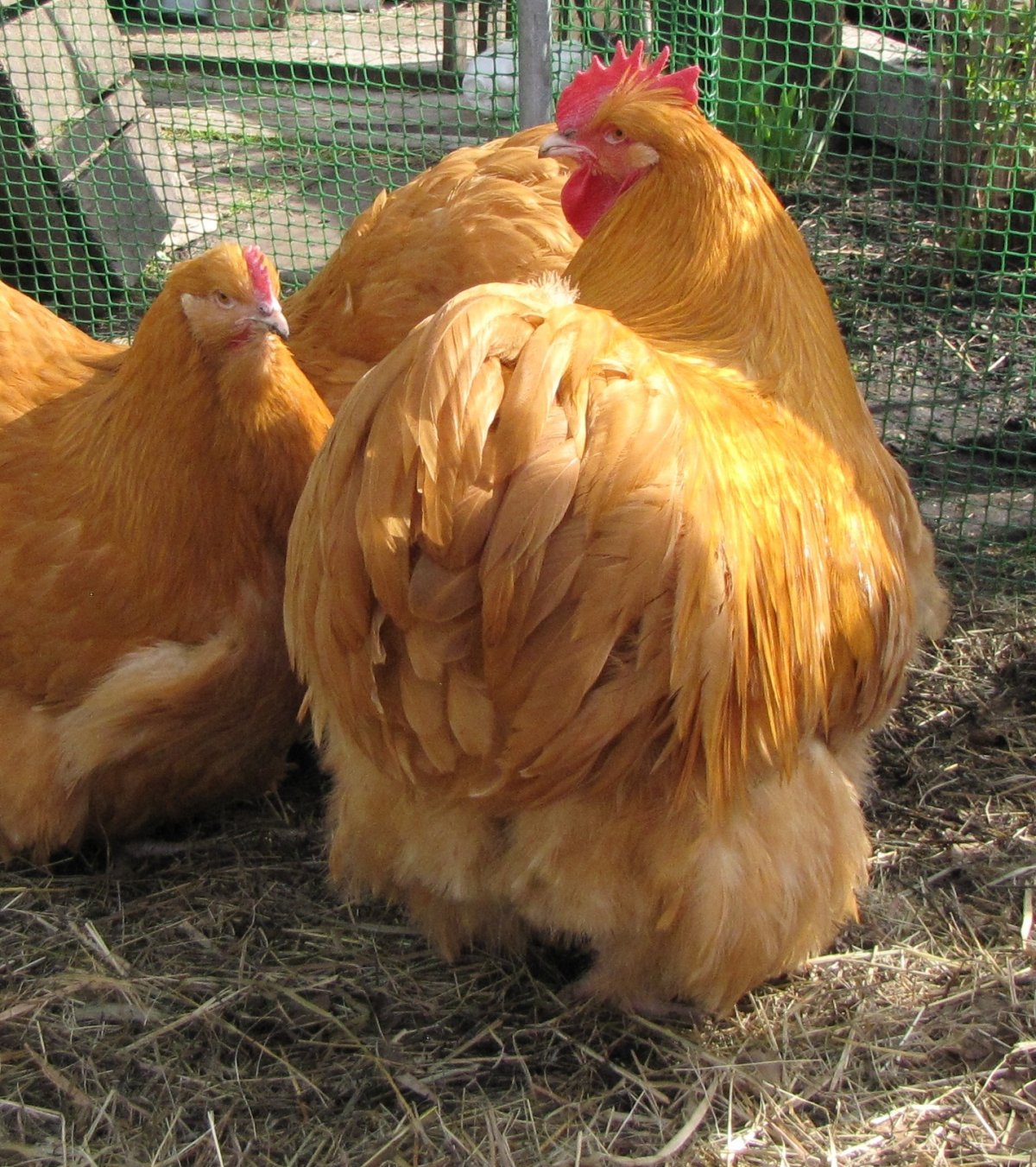 Орпингтоны куры