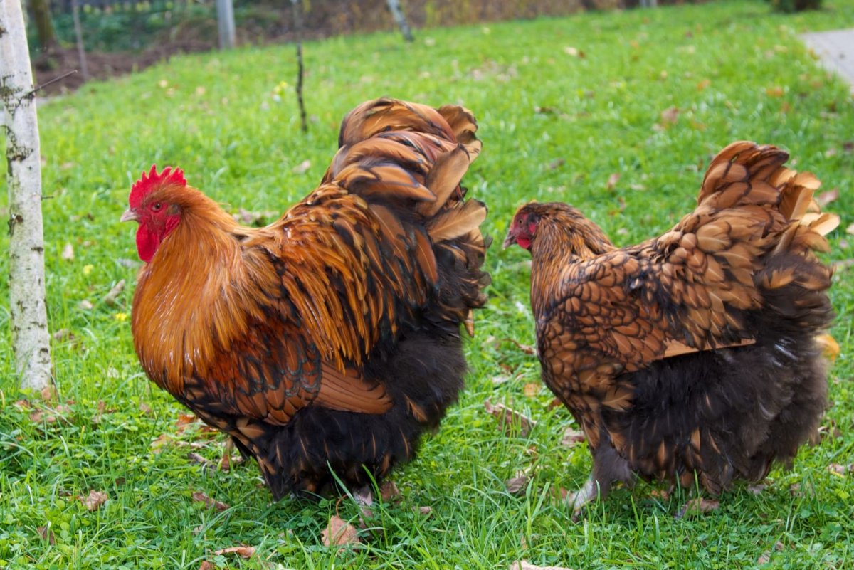 Орпингтоны куры