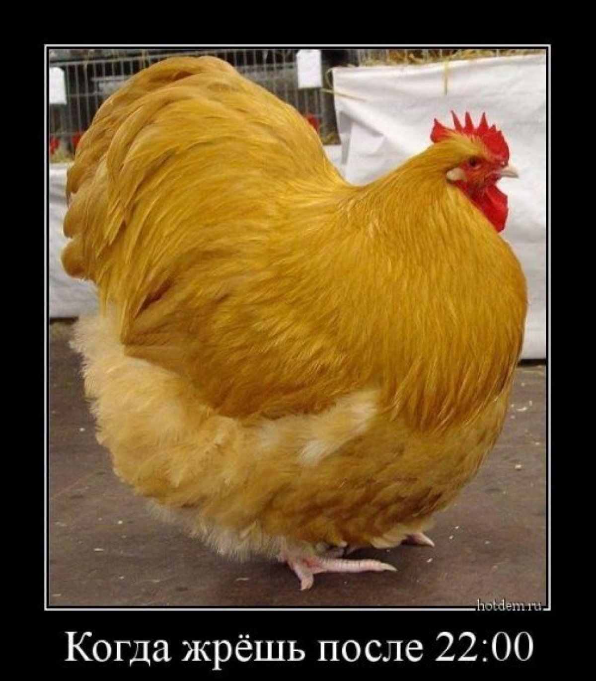 Орпингтон меланж