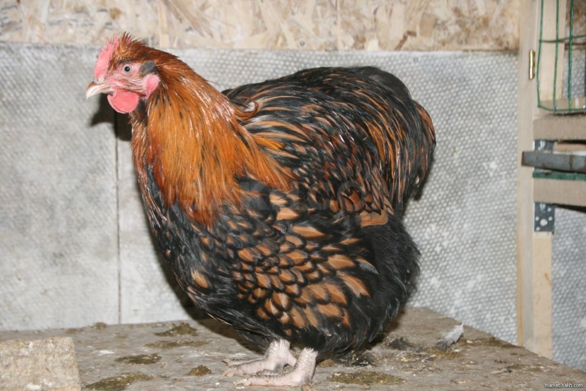 Порода петухов Орпингтон