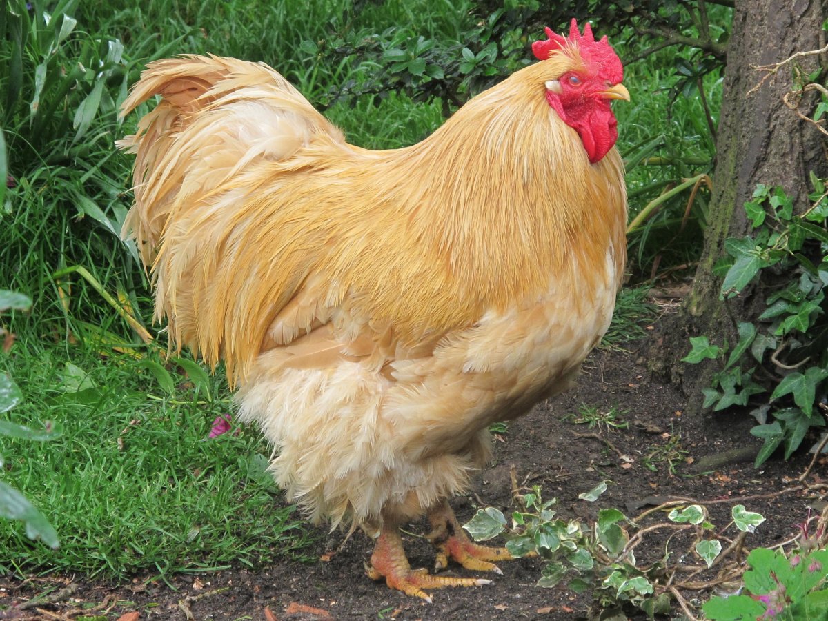 Орпингтоны куры