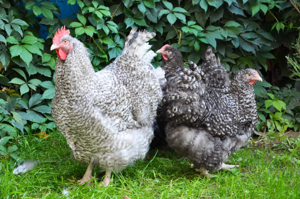 Орпингтон ситцевый Брама