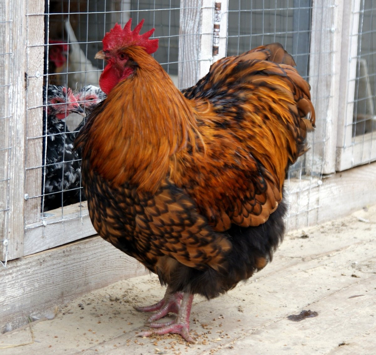 Желтый Орпингтон