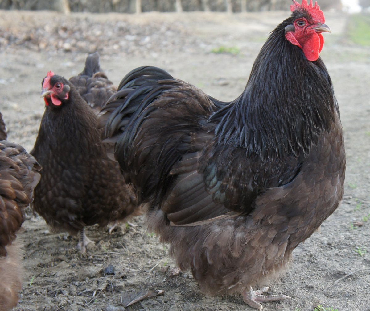 Орпингтоны куры