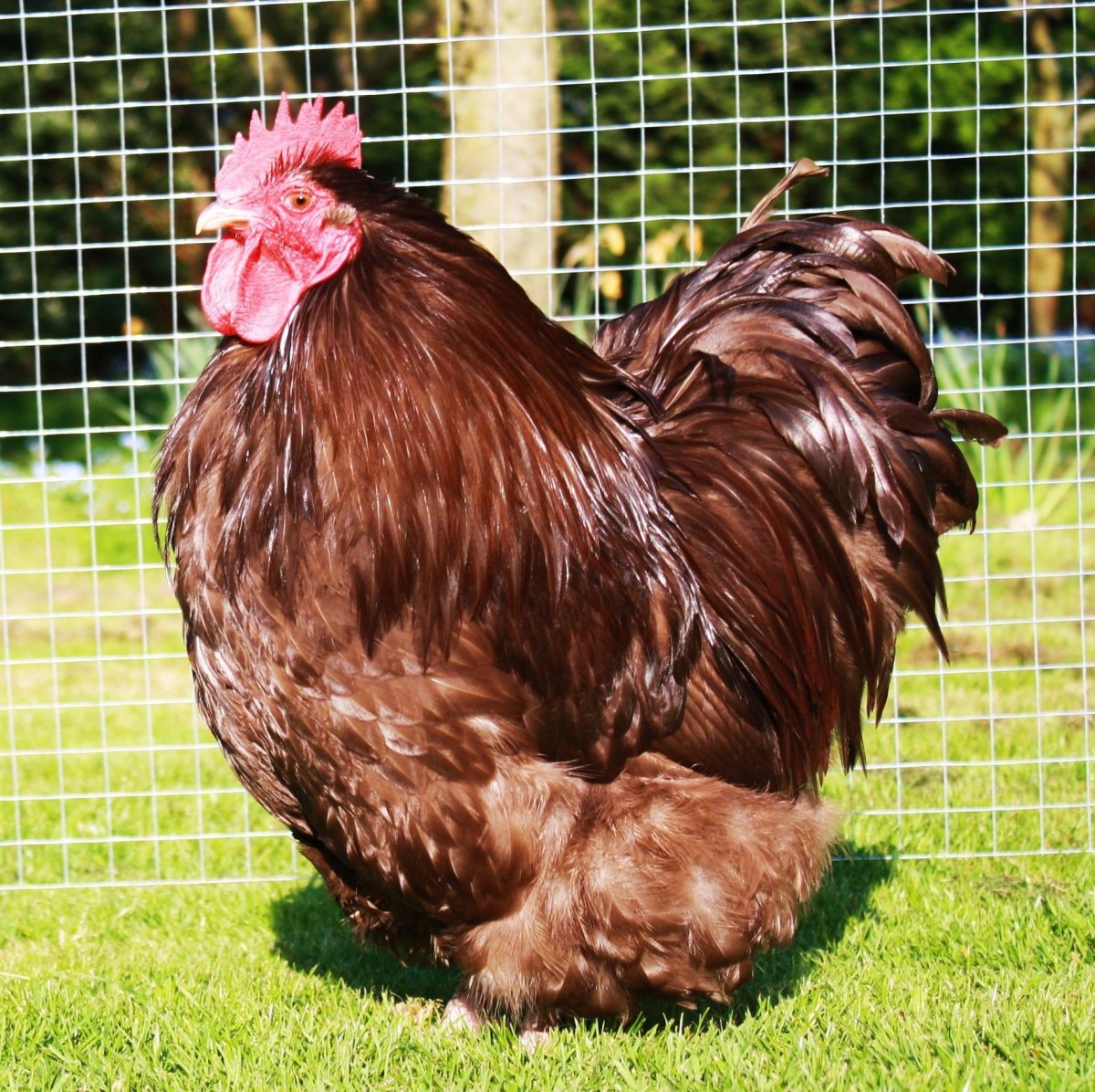 Эванджелина Орпингтон