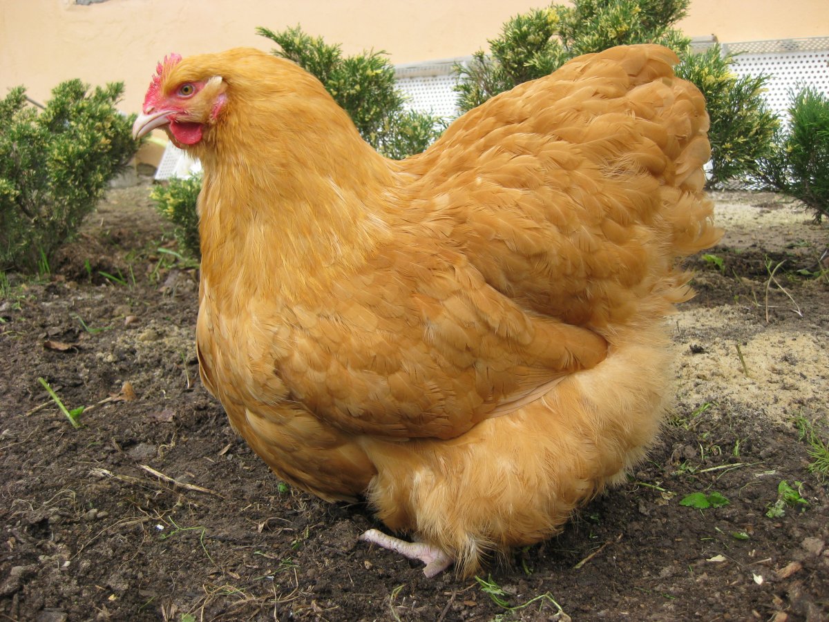Орпингтон золотистый