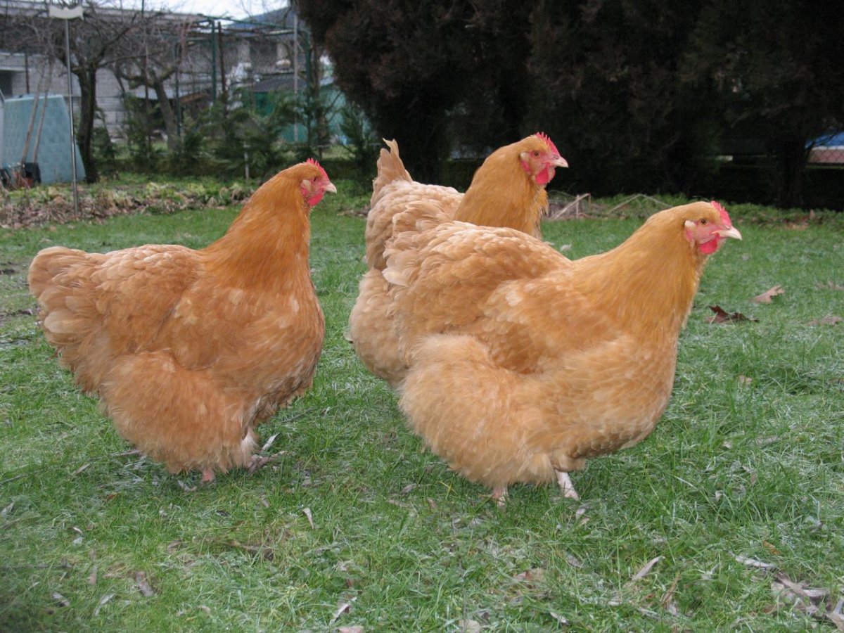 Куры золотой Орпингтон
