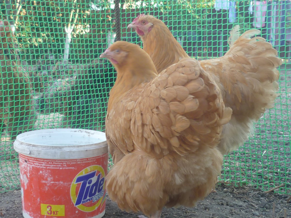 Петухи Орпингтон вес