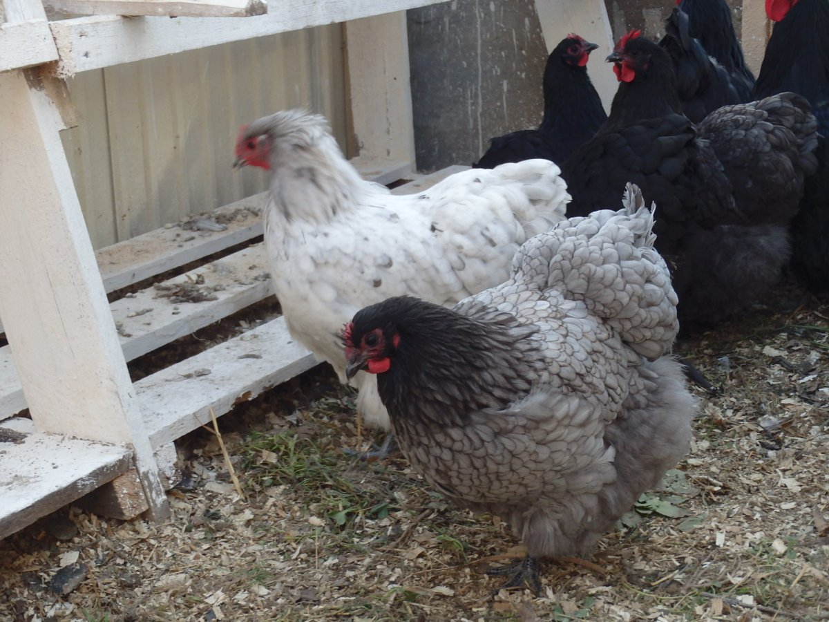 Орпингтон палевый