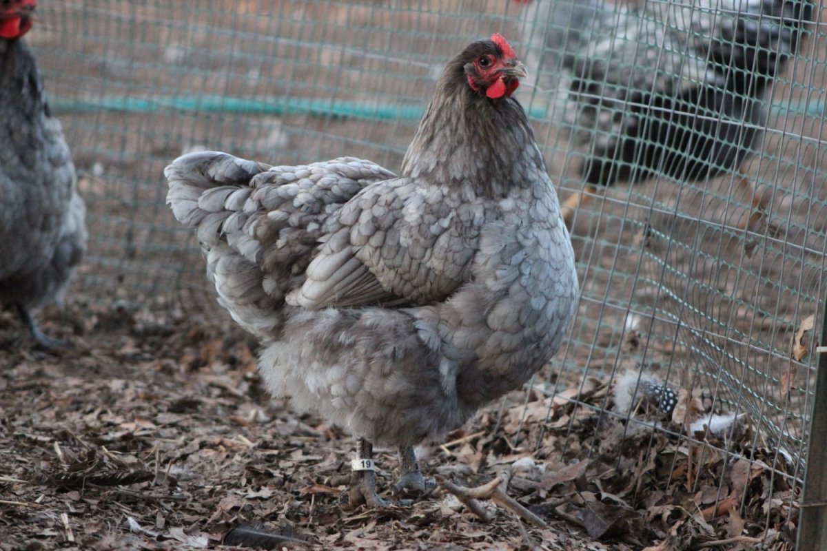 Орпингтоны и кохинхины