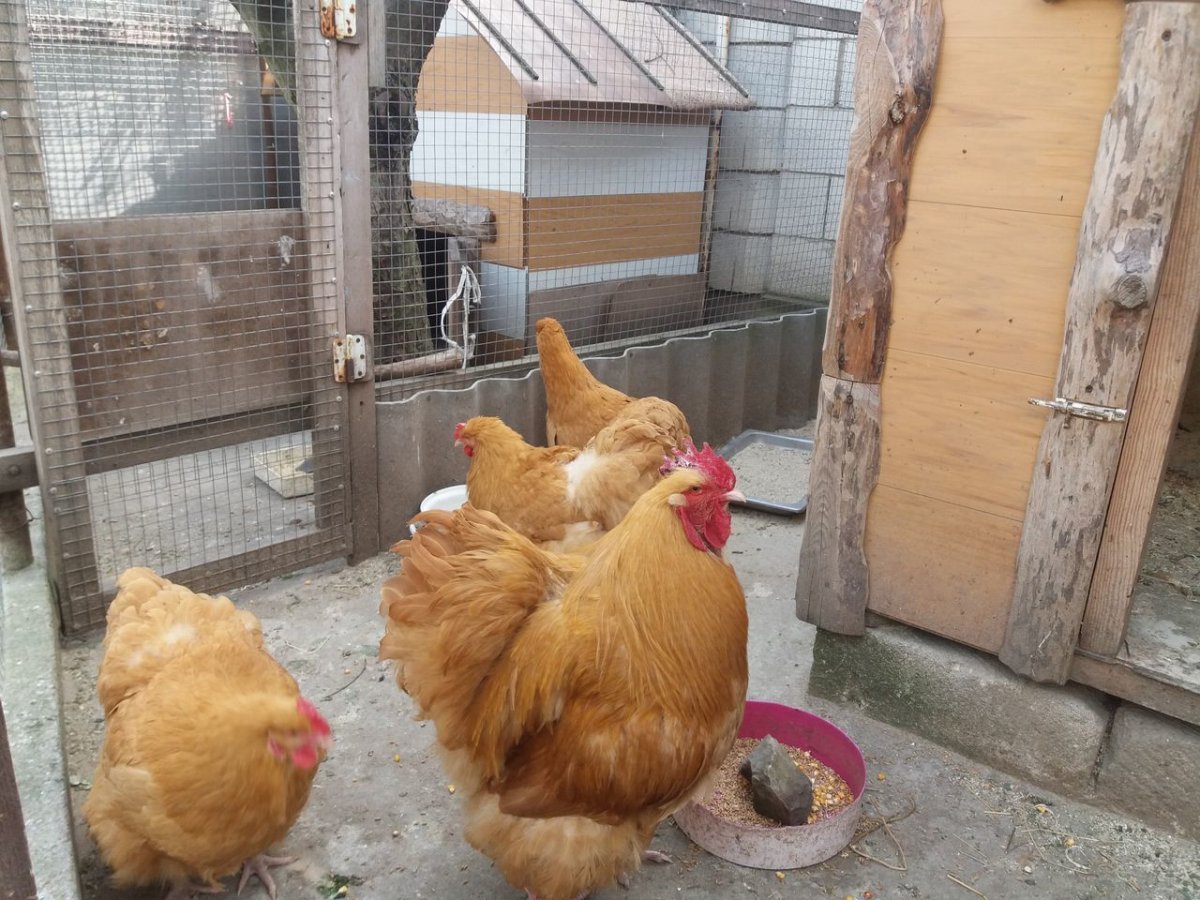 Брама Орпингтон