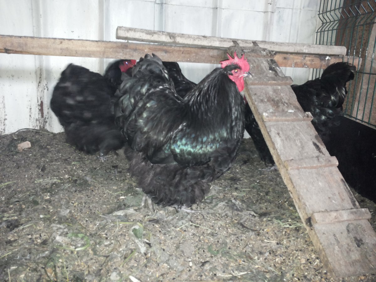 Австролорп (чернопрстрый)