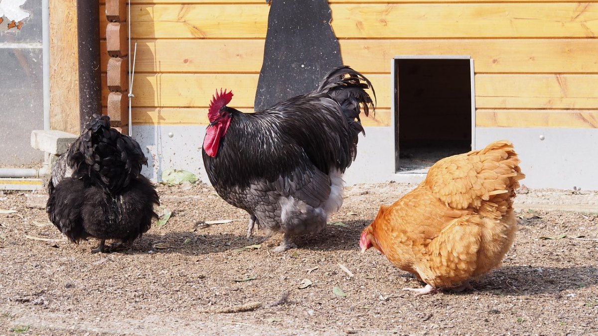 Орпингтон полосатый петух и курица