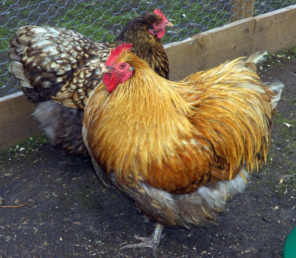 Брама Орпингтон