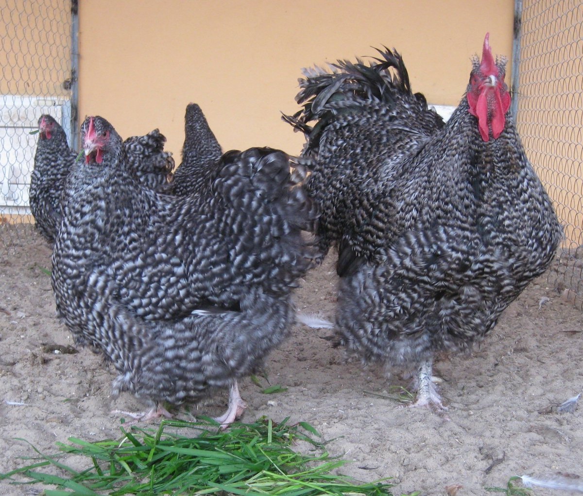 Орпингтон золотистый