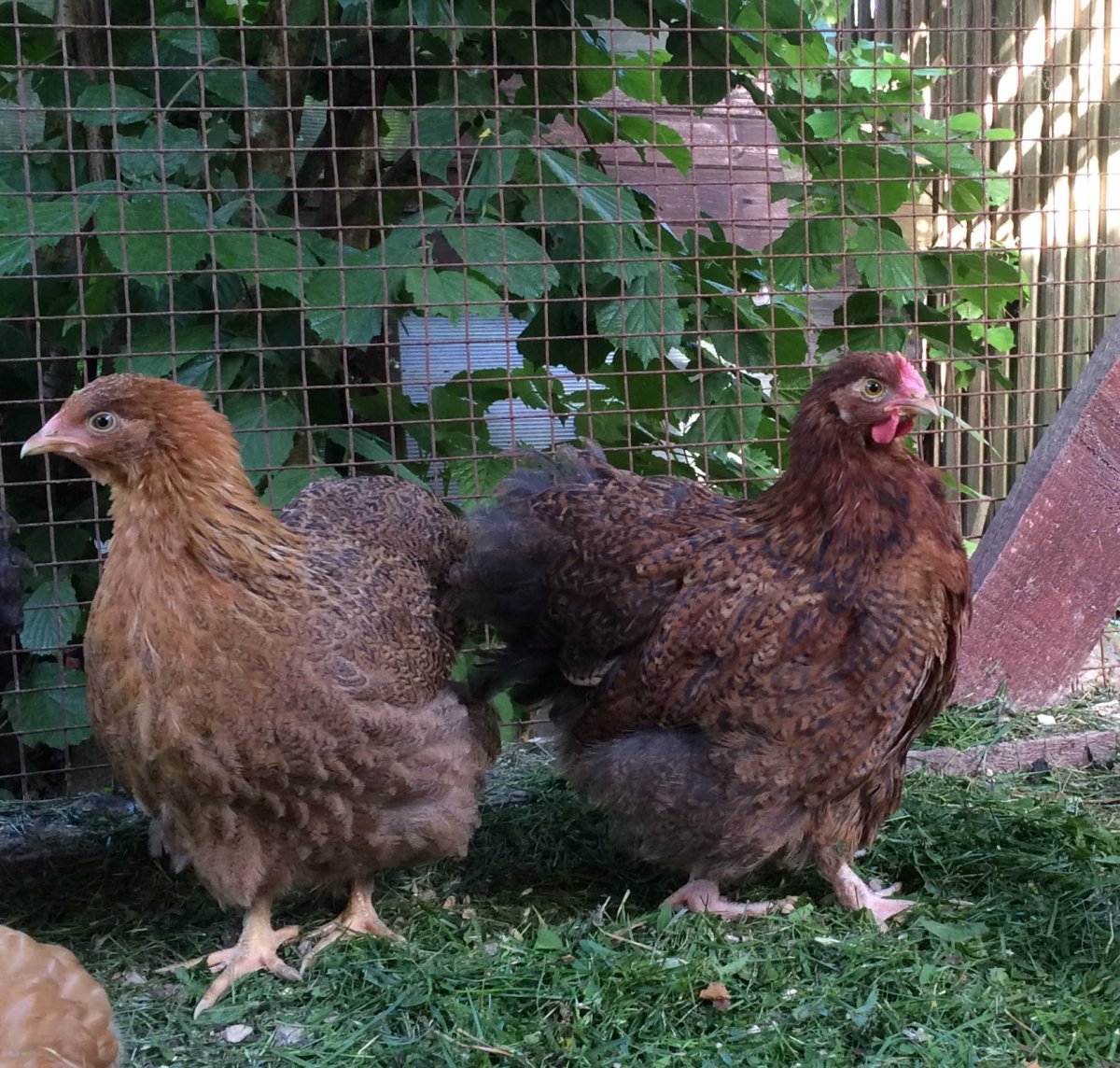 Птицевод Кубани