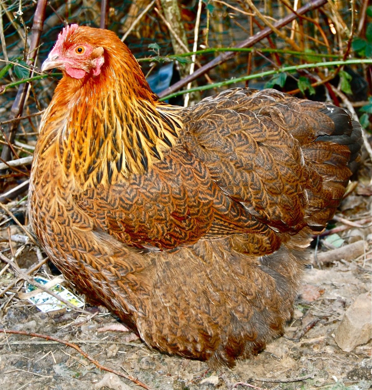 Куры породы Орпингтон