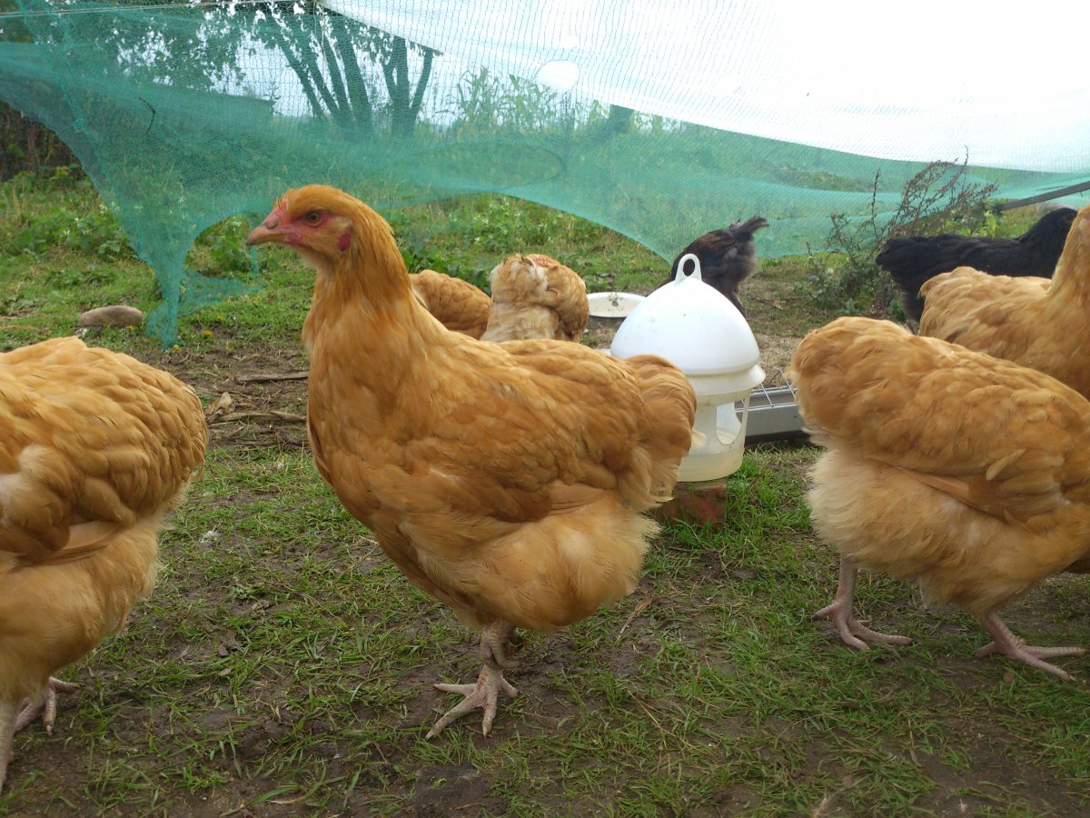 Куры породы Орпингтон полосатый