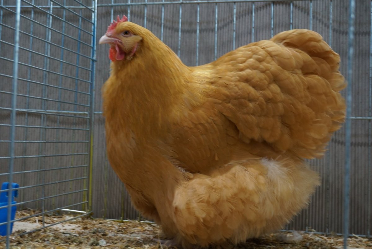 Орпингтон серебро