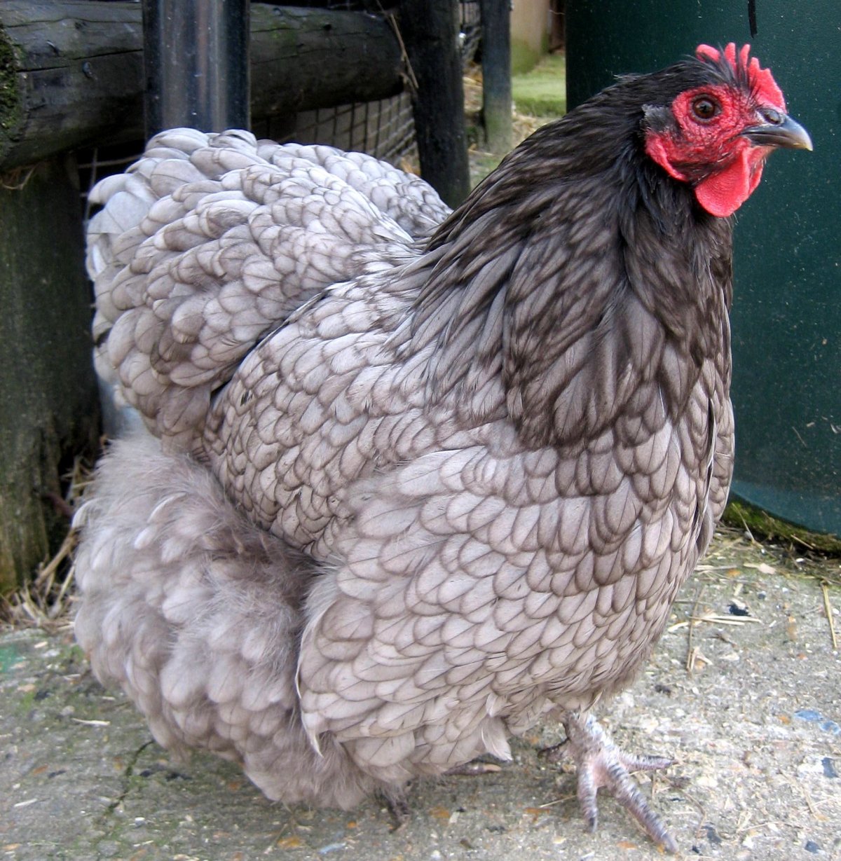 Цыплята породы Орпингтон