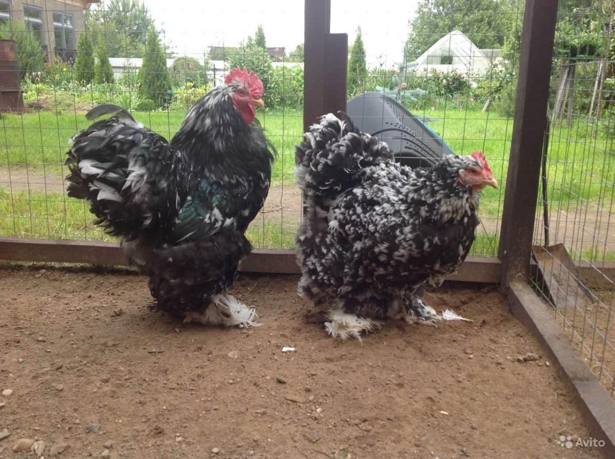 Орпингтон мраморный