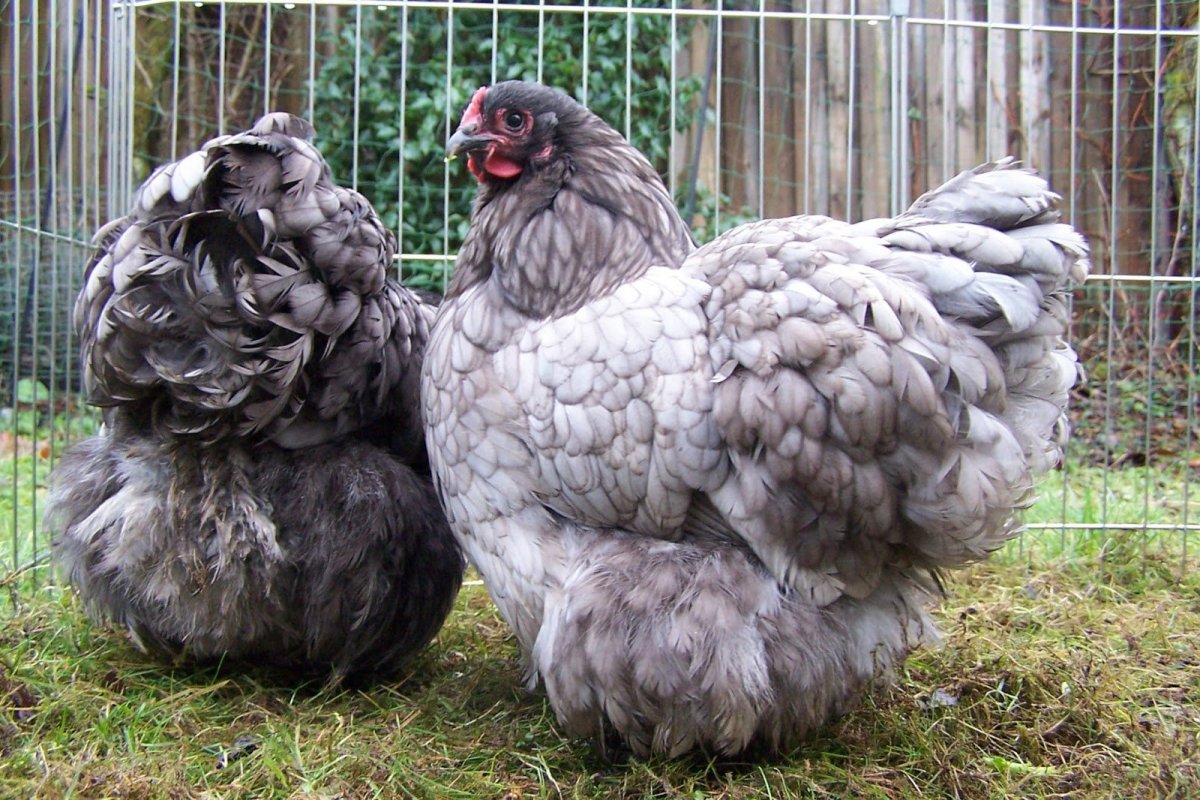 Орпингтон голубой