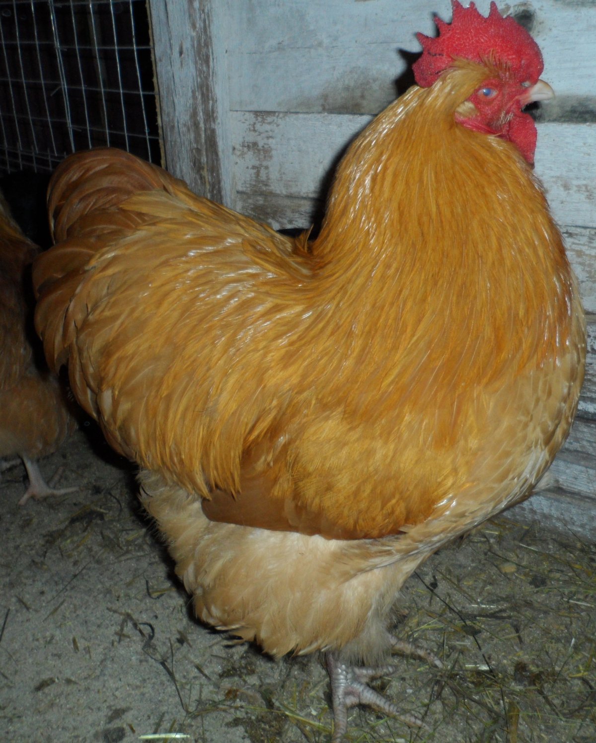 Орпингтон ситцевый Брама