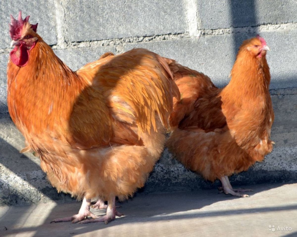 Орпингтоны куры