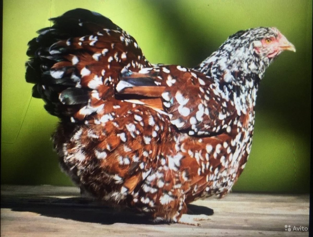 Орпингтон парцеляновый
