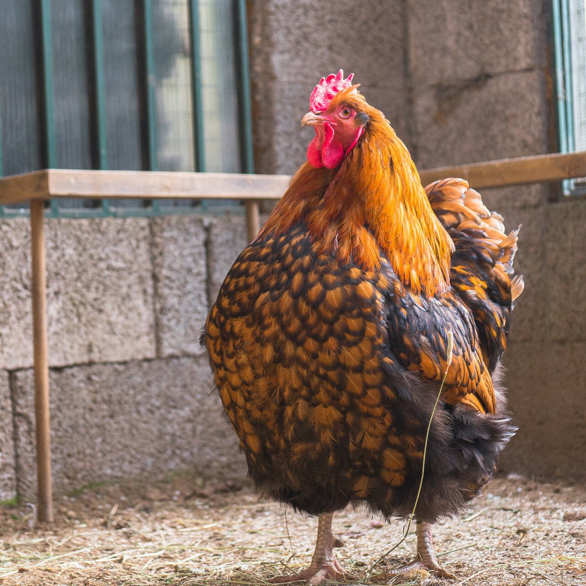 Брама Орпингтон