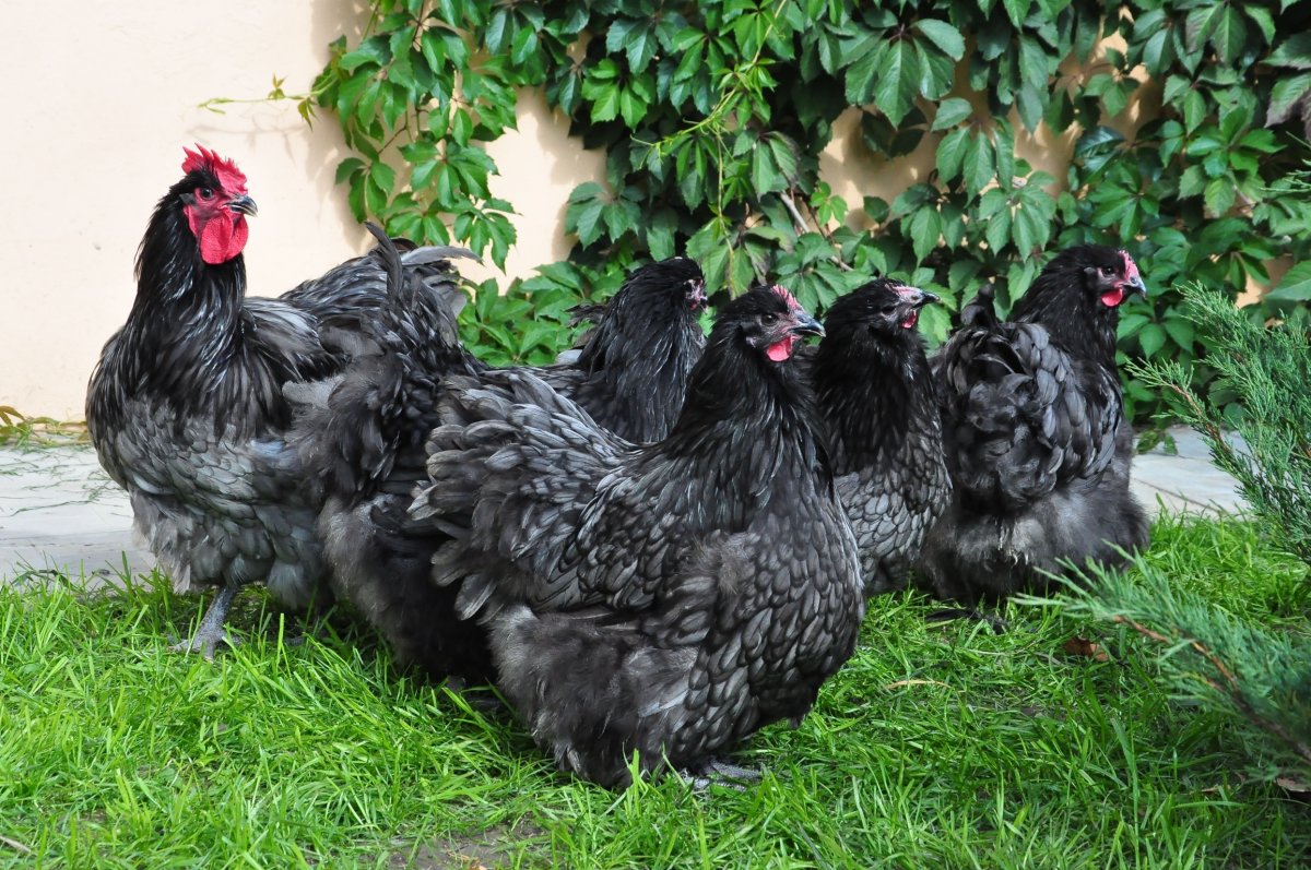 Орпингтон золотоокаймленный