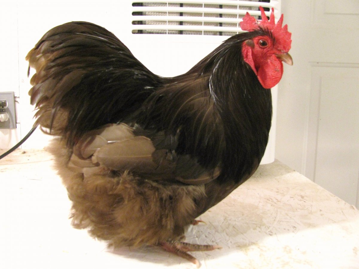 Орпингтон мраморный