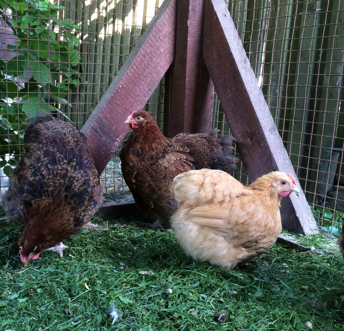 Куры Орпингтон голубой