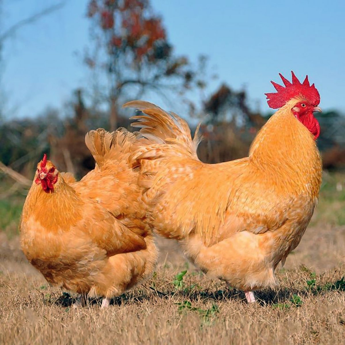 Куры породы Орпингтон