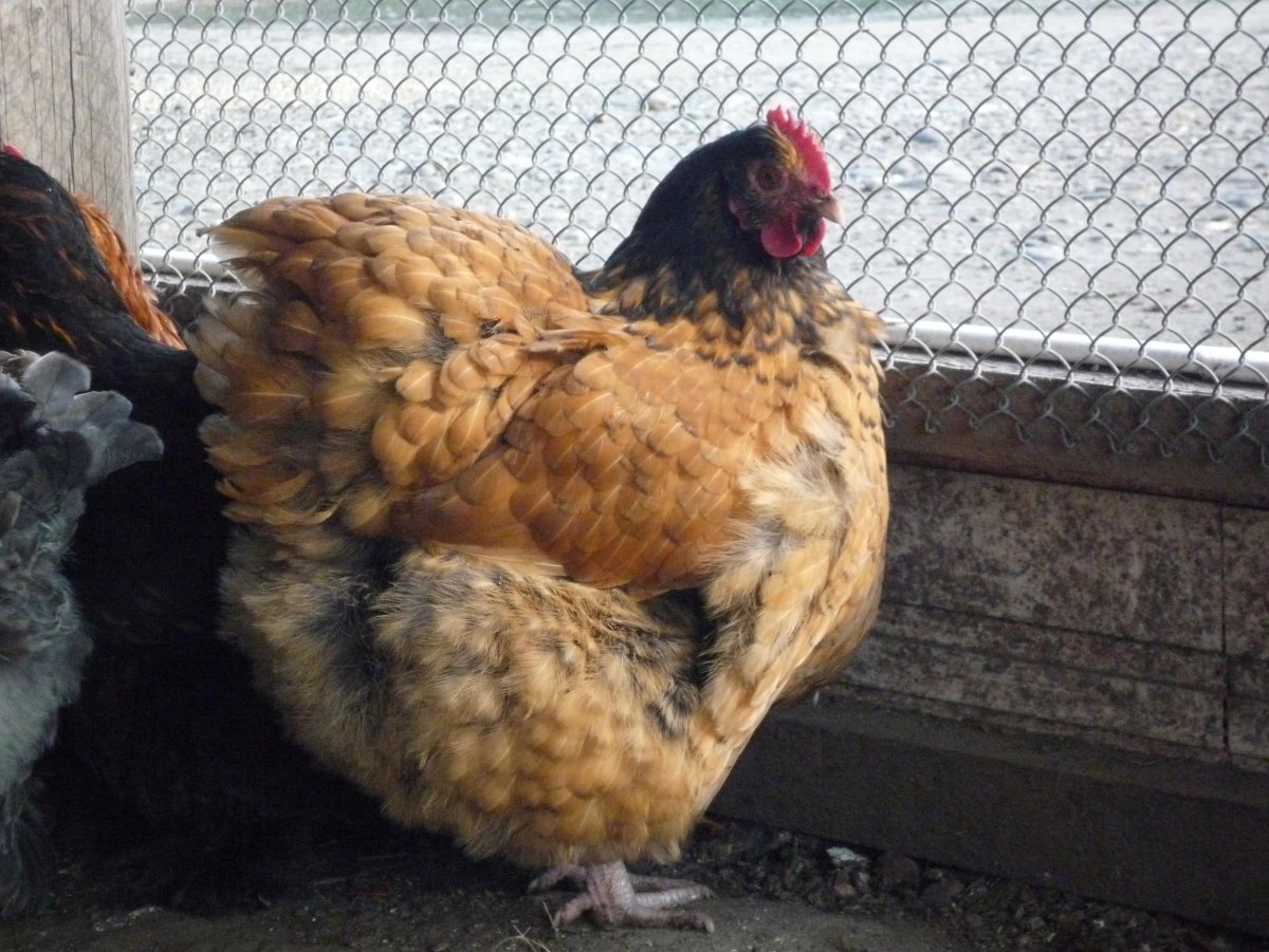 Оргпинтон кура