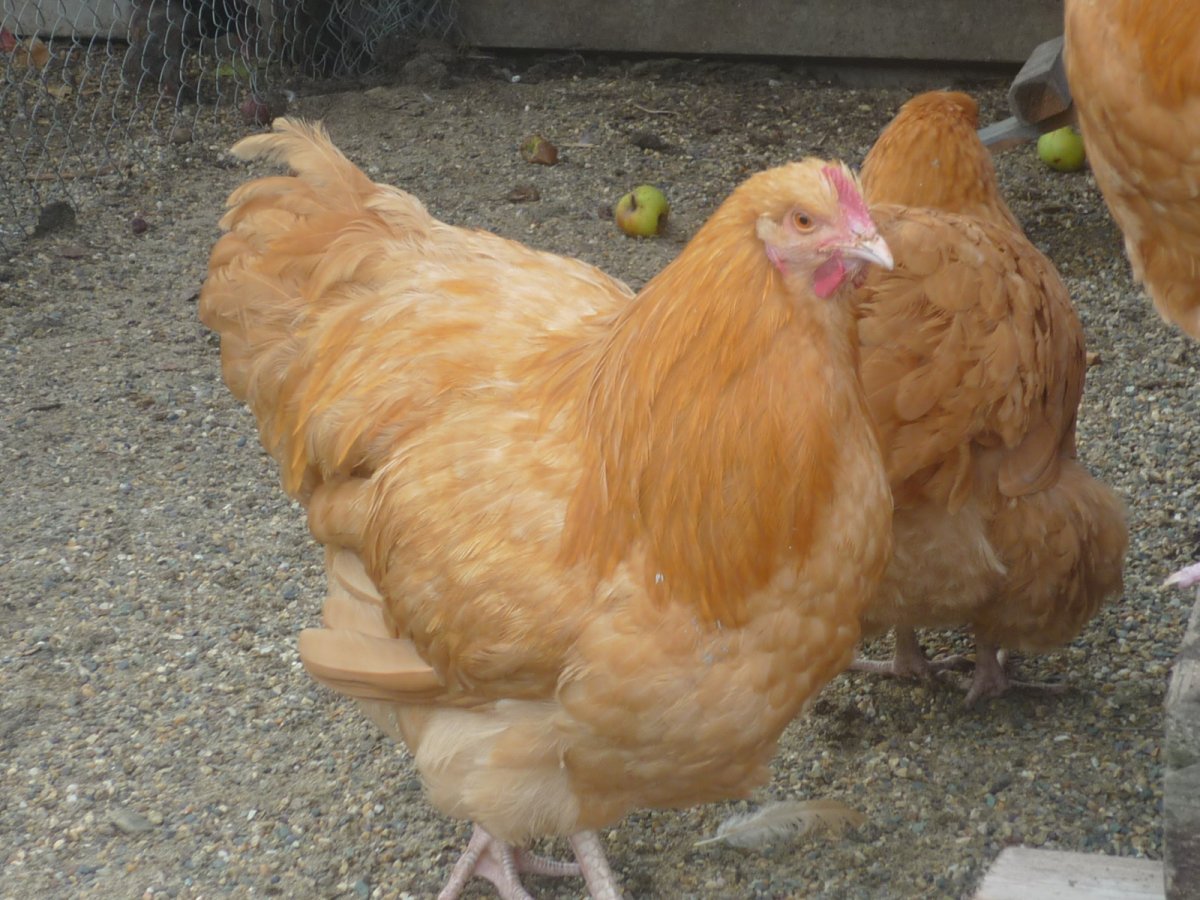 Куры Орпингтон парцеляновый3