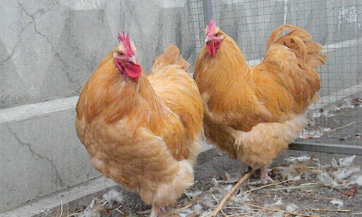 Брама кохинхин