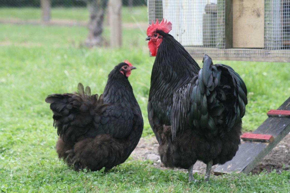 Орпингтоны куры