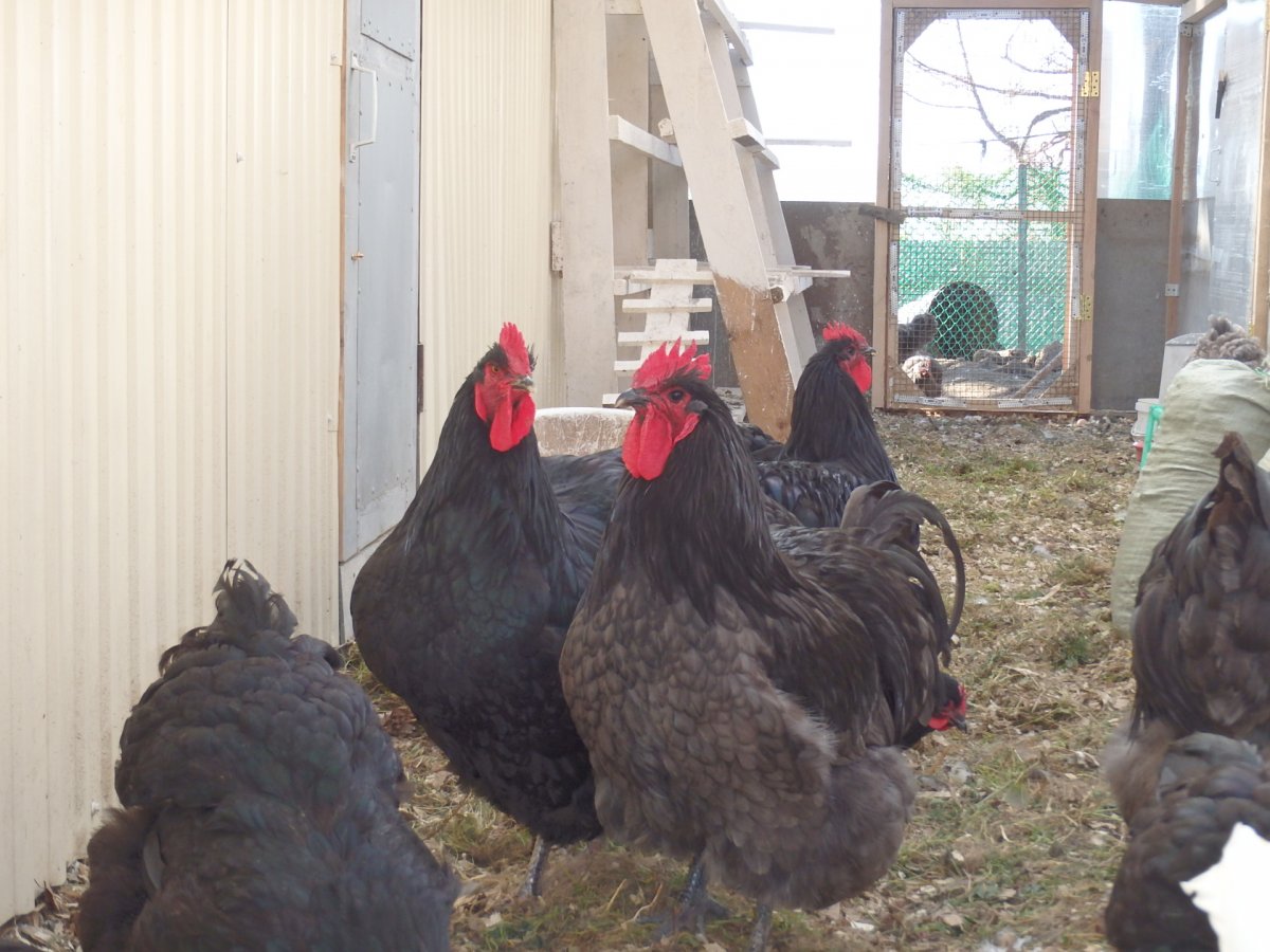 Петух Орпингтон черный